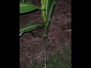 Pissing In The Corn 《4k》