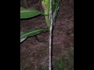 Pissing In The Corn 《4k》