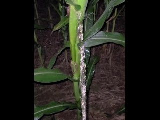 Pissing In The Corn 《4k》