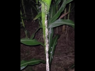 Pissing In The Corn 《4k》