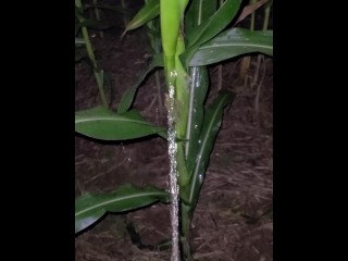 Pissing In The Corn 《4k》