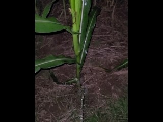 Pissing In The Corn 《4k》