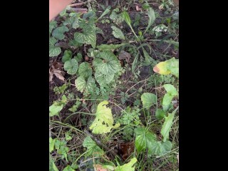 Pissing in the grass in my backyard