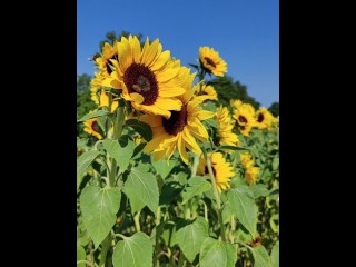 sunflowers field