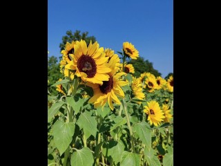 sunflowers field