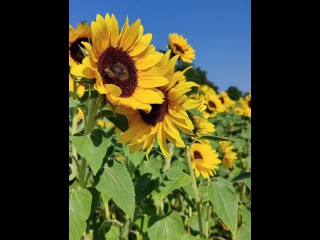 sunflowers field