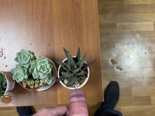 Watering office flowers