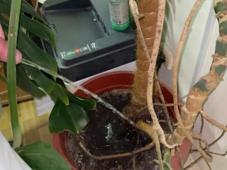 Watering a tree in the office with my penis