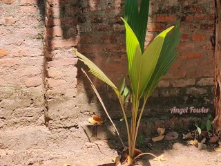 Naughty Blonde Spreaded her Pussy Gap and shamelessly pissed near the fence