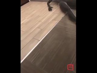 Romance Dolls AI software fuck demo