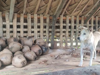 KANTUTAN vlog  kami muna ni brownie habang wala tao sa kubo