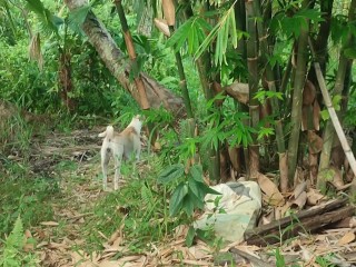 KANTUTAN vlog  kami muna ni brownie habang wala tao sa kubo