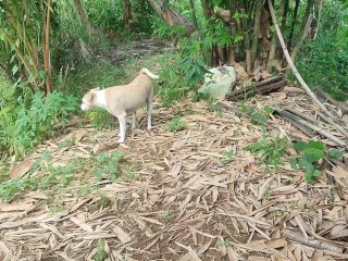 KANTUTAN vlog  kami muna ni brownie habang wala tao sa kubo
