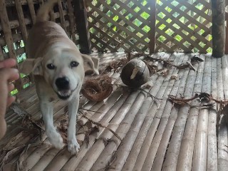 KANTUTAN vlog  kami muna ni brownie habang wala tao sa kubo