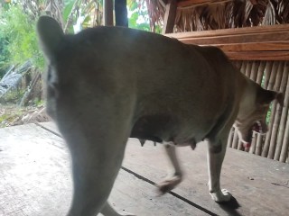 KANTUTAN vlog  kami muna ni brownie habang wala tao sa kubo