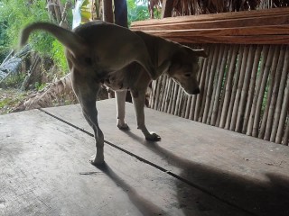 KANTUTAN vlog  kami muna ni brownie habang wala tao sa kubo