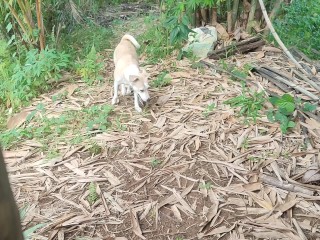 KANTUTAN vlog  kami muna ni brownie habang wala tao sa kubo