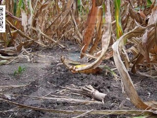 Urgent piss in the cornfield