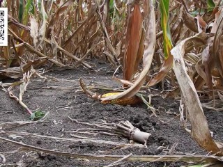 Urgent piss in the cornfield