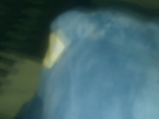 Appearance Plush toy Blue dinosaur t-rex