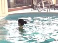 BLACK4K. Swimming coach with huge cock fucks lovely teen lassie