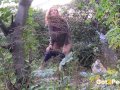 Redheaded Babe Pisses Long And Hard In Trees